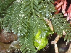 Caulerpa