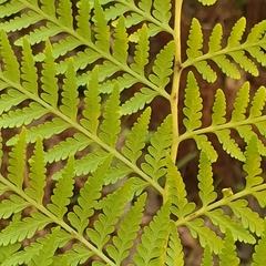 Calochlaena dubia