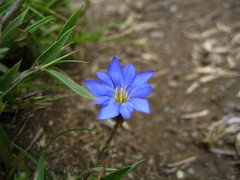 Gentiana arisanensis