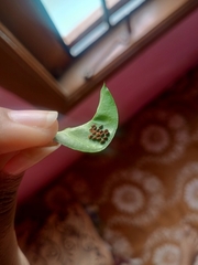 Aspidimorpha sanctaecrucis