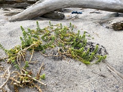 Honckenya peploides robusta