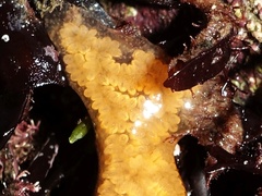 Botrylloides leachii