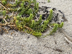 Honckenya peploides robusta