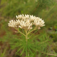 Cassinia aculeata