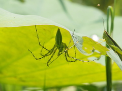 Peucetia formosensis