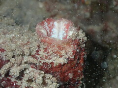 Pyuridae