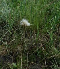 Scorzonera parviflora