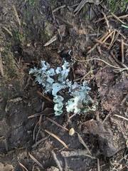 Tuckermanopsis orbata