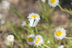 Polycalymma stuartii