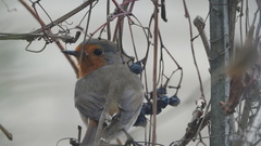 Erithacus rubecula