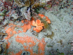 Australopsammia aurea