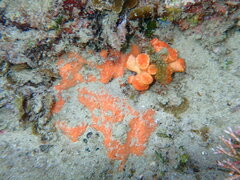 Australopsammia aurea