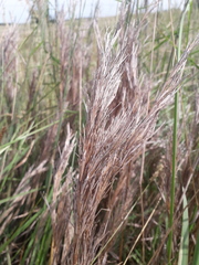 Schizachyrium microstachyum
