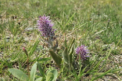 Veronica wyomingensis