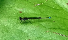 Austrocnemis splendida