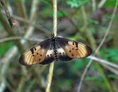 Acraea natalica