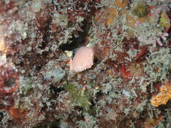Calcarea