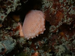 Calcarea
