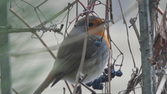 Erithacus rubecula