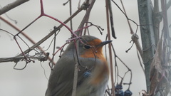Erithacus rubecula