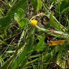 Scorzonera parviflora