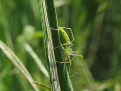 Peucetia formosensis