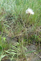 Scorzonera parviflora