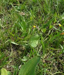 Scorzonera parviflora