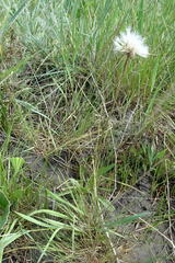 Scorzonera parviflora