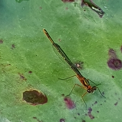 Austrocnemis splendida