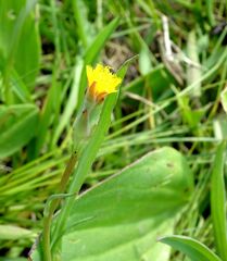 Scorzonera parviflora