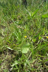 Scorzonera parviflora