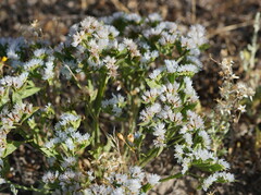 Limonium lobatum