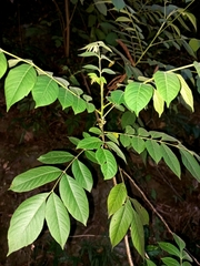 Ailanthus triphysa