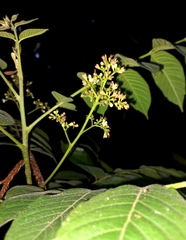 Ailanthus triphysa
