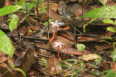 Voyria rosea