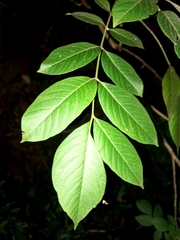 Ailanthus triphysa