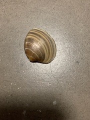 Veneridae