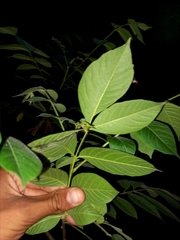 Ailanthus triphysa