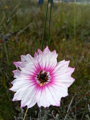 Monsonia speciosa
