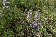 Limonium caspium