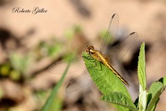 Erythrodiplax paraguayensis