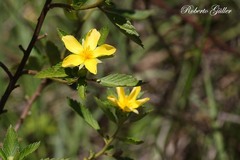 Turnera orientalis