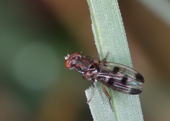 Geomyza tripunctata