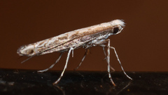 Epicephala acrobaphes