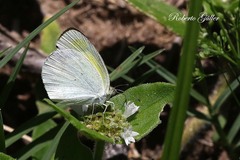 Eurema elathea flavescens