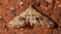 Parapoynx sinuosa