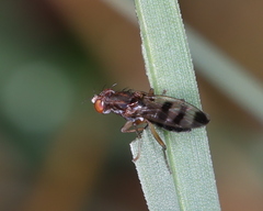 Geomyza tripunctata