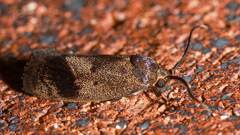 Pycnocera hypoxantha