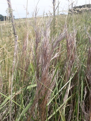 Schizachyrium microstachyum